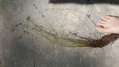 Rhynchospora chalarocephala