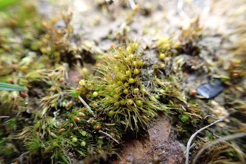 Image of Pleuridium acuminatum by (c) Henry Miller, some rights reserved (CC BY)
