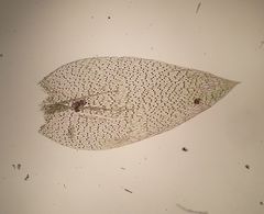 Plagiothecium nemorale