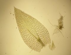 Plagiothecium nemorale