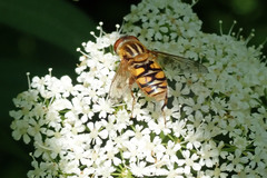 Parhelophilus laetus
