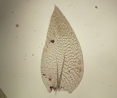 Plagiothecium nemorale