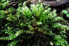 Plagiothecium nemorale