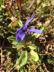Gentianopsis barbellata
