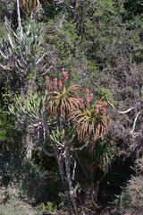 Aloe pluridens