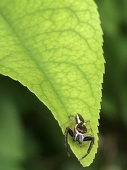 Hentzia palmarum