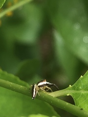 Hentzia palmarum