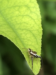 Hentzia palmarum