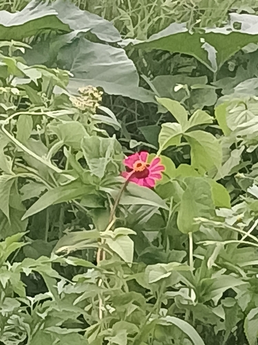 Elegant Zinnia