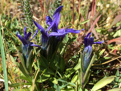 Gentianopsis barbellata