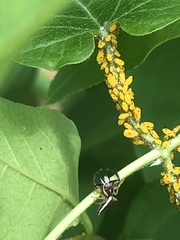 Hentzia palmarum