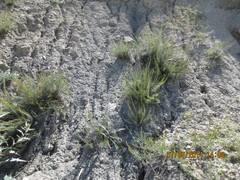 Artemisia salsoloides