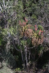 Aloe pluridens