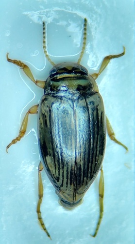 Oreodytes davisii