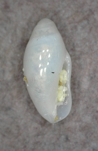 Volvarina unilineata observed 2025-03-04