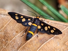 Amata cyssea