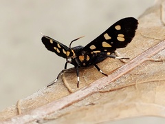 Amata cyssea