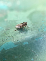 Aphrodinae