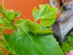 Cyrtacanthacridini