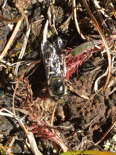 Scaeva affinis