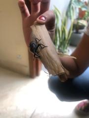 Cactophagus spinolae