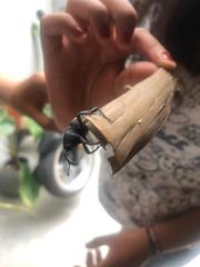 Cactophagus spinolae