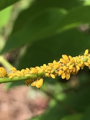 Aphis nerii