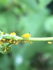 Aphis nerii