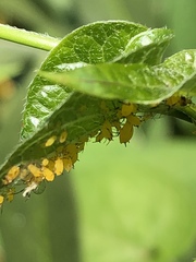 Aphis nerii