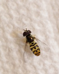 Allograpta radiata