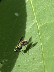 Condylostylus