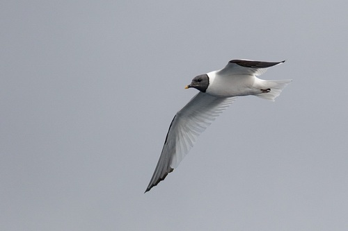 Sabine's Gull
