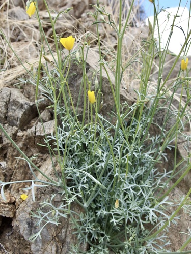 Image of Eschscholzia parishii by (c) Sue Carnahan, some rights reserved (CC BY)