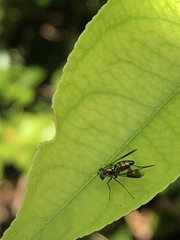 Condylostylus