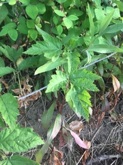 Rubus ursinus