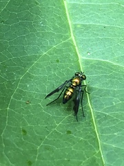 Condylostylus