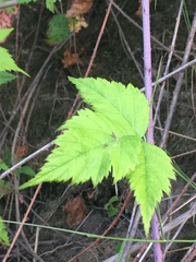 Rubus ursinus