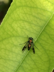 Condylostylus