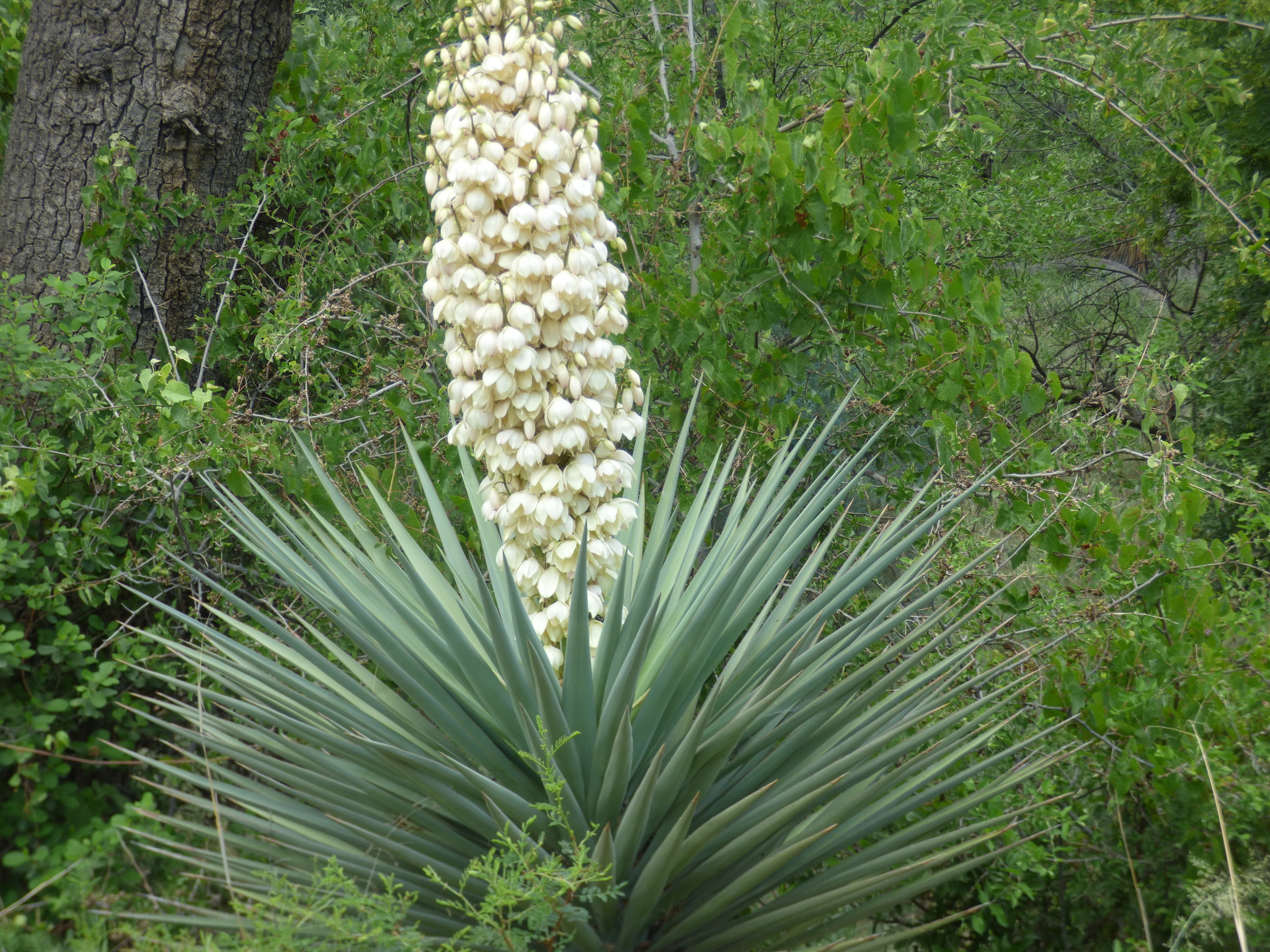 Yucca madrensis
