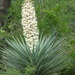Mountain Yucca - Photo (c) Steve Ganley, some rights reserved (CC BY-NC), uploaded by Steve Ganley