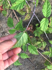 Rubus ursinus