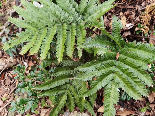 Pteris fauriei iNat (3)