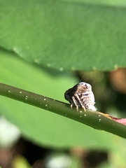 Fulgoromorpha