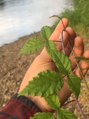 Rubus ursinus