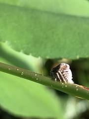 Fulgoromorpha