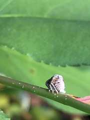 Fulgoromorpha