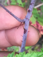 Rubus ursinus