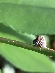 Fulgoromorpha
