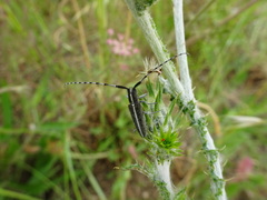 Agapanthia suturalis