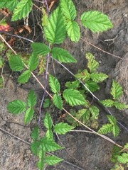 Rubus ursinus